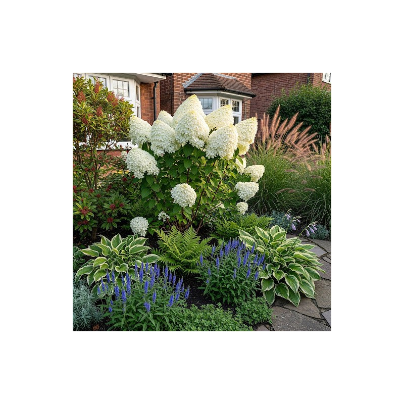 Hortenzija, skarainā ,,Polar Bear,, /Hydrangea paniculata/ - P9 kont.