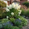 Hortenzija, šluotelinė ,,Polar Bear,, /Hydrangea paniculata/ - P9 kont.