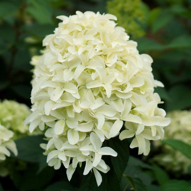 Hortenzija, šluotelinė ,,Skyfall,, /Hydrangea paniculata/ - P9 kont.