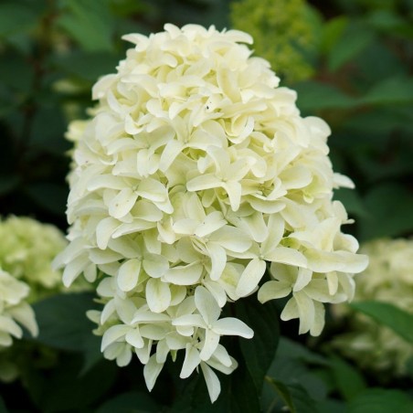 Hortenzija, skarainā ,,Skyfall,, /Hydrangea paniculata/ - P9 kont.