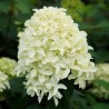 Hortenzija, skarainā ,,Skyfall,, /Hydrangea paniculata/ - P9 kont.