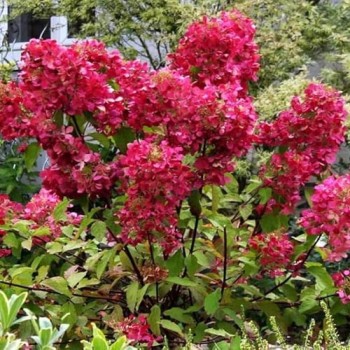Hortenzija, šluotelinė ,,Wim's Red,, /Hydrangea paniculata/ - P9 kont.