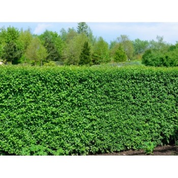 Ligustras, paprastasis ,,Atrovirens,, /ligustrum vulgare/ - Kailsaknis sodinukas, 40-70cm.