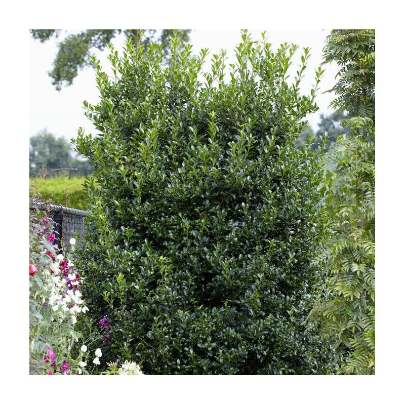 Ileksas, mezervės ,,Heckenstar,, /Ilex x meserveae/ - P9 kont.