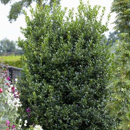 Ilekss, zilganais ,,Heckenstar,, /Ilex x meserveae/ - P9 kont.