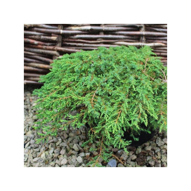Kadiķis, parastais ,,Green Carpet" /Juniperus communis/ - P9 kont.