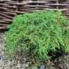 Kadagys, paprastasis ,,Green Carpet" /Juniperus communis/ - P9 kont.