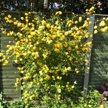 Kerija, Japoninė "Pleniflora" /kerria japonica/ - P9 kont.