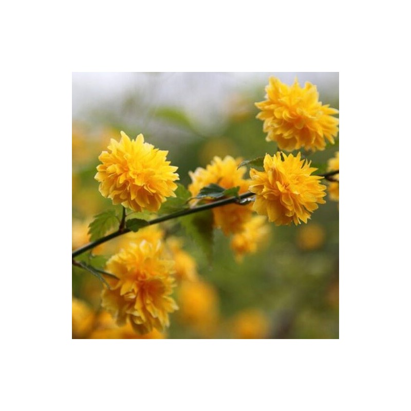 Kerija, Japānas "Pleniflora" /kerria japonica/ - P9 kont.