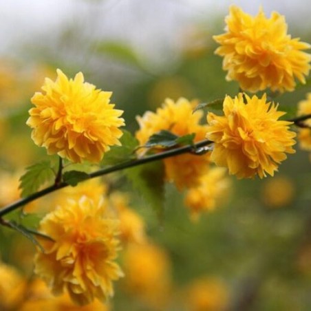 Kerija, Japānas "Pleniflora" /kerria japonica/ - P9 kont.