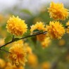 Kerija, Japoninė "Pleniflora" /kerria japonica/ - P9 kont.