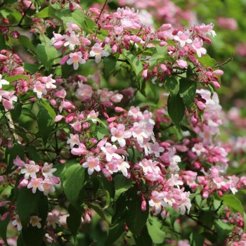 Kolkvīcija, burvīgā "Pink...