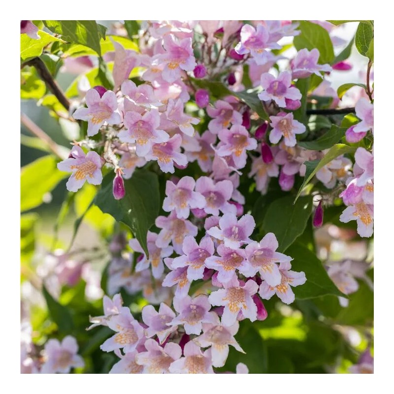 Kolkvicija, dailioji /kolkwitzia amabilis/ - P9 kont.