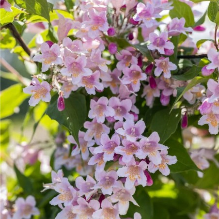 Kolkvicija, dailioji /kolkwitzia amabilis/ - P9 kont.