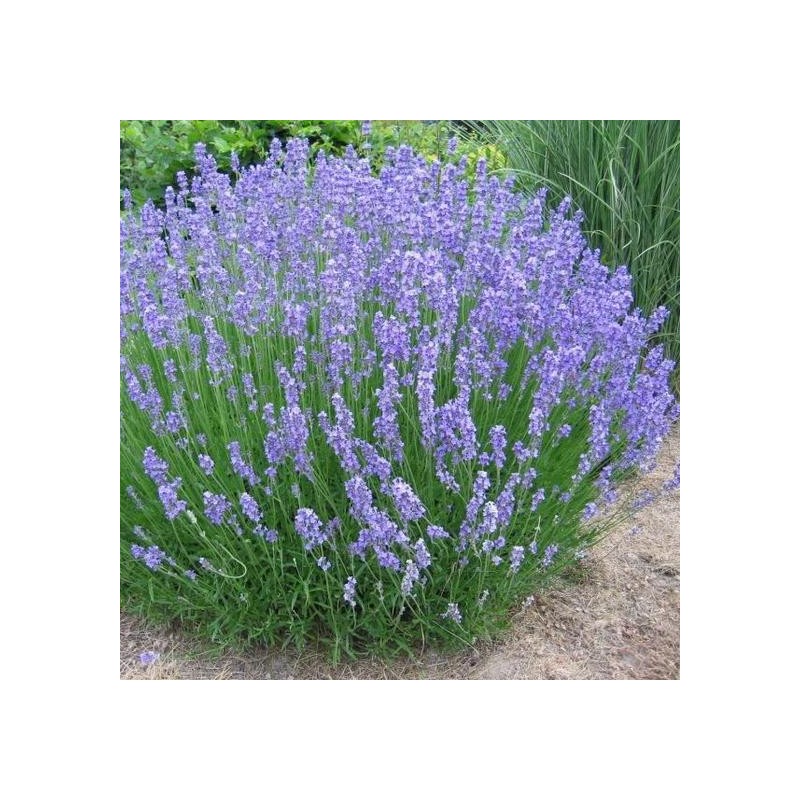 Levanda, tikroji "Phenomenal" /lavandula intermedia/ - P9 kont.