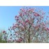 Magnolija 'Galaxy', /Magnolia/ - P9 kont.
