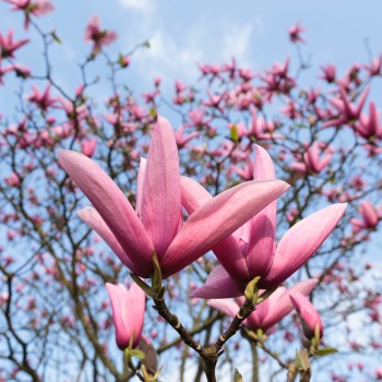 Magnolija 'Galaxy',...