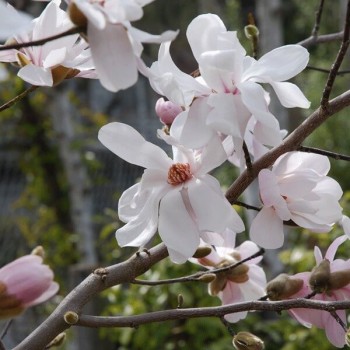 Magnolija 'Merrill'...