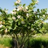 Magnolija, zībolda /magnolia sieboldii/ - P9 kont.
