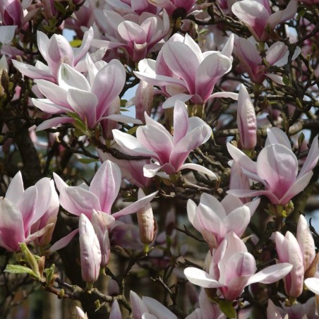 Magnolija /magnolia soulangeana/ - P9 kont.