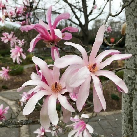 Magnolija, zvaigžņu 'Rosea' /Magnolia x stellata/ - P9 kont.