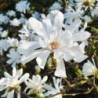 Magnolija, zvaigžņu ,,Royal Star,, /magnolia stellata/ - P9 kont.