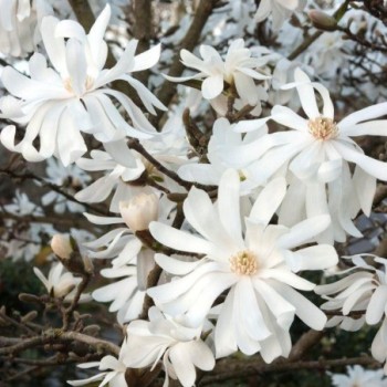 Magnolija, zvaigžņu ,,Royal Star,, /magnolia stellata/ - P9 kont.
