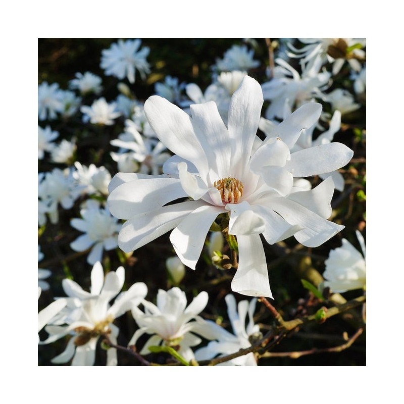 Magnolija, zvaigžņu ,,Royal Star,, /magnolia stellata/ - P9 kont.