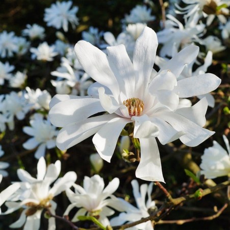 Magnolija ,,Royal Star,, /magnolia stellata/ - P9 kont.