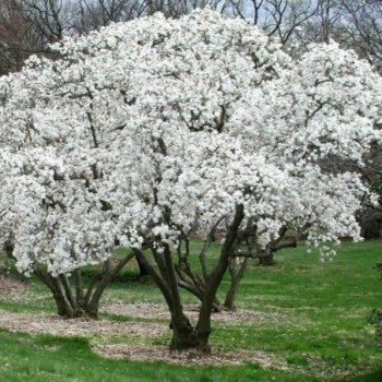 Magnolija ,,Royal Star,, /magnolia stellata/ - P9 kont.
