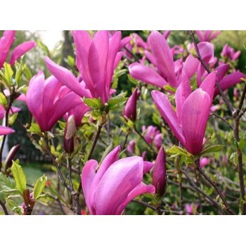 Magnolija 'Susan' /Magnolia/ - P9 kont.