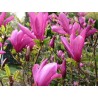 Magnolija 'Susan' /Magnolia/ - P9 kont.