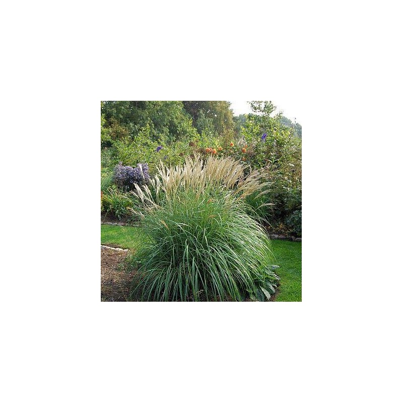 Miskantas, Kinų 'Yakushima Dwarf'/Miscanthus sinensis/ P9 kont.