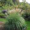Miskantas, Kinų 'Yakushima Dwarf'/Miscanthus sinensis/ P9 kont.