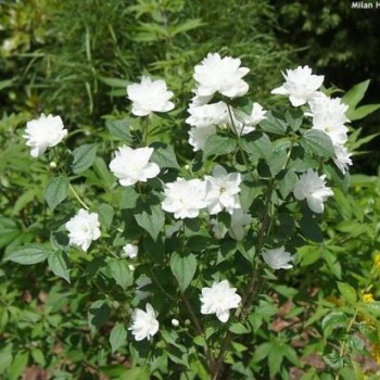 Filadelfs, lemuāna ,,Frosty Morn,, /Philadelphus x lemonei/ - P9 kont.