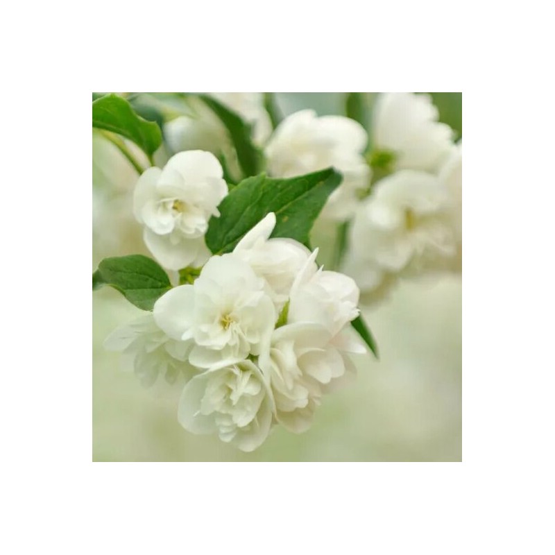 Filadelfs ,,Manteau d,Hermine,, /Philadelphus/ - P9 kont.