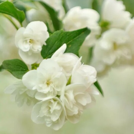 Filadelfs ,,Manteau d,Hermine,, /Philadelphus/ - P9 kont.
