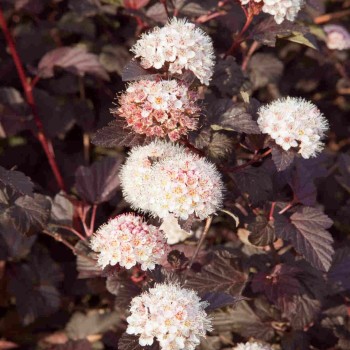 Fizokarps, irbeņlapu ,,Lady in Red,, /Physocarpus opulifolius/- C2 kont.