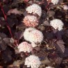 Fizokarpas, putinlapis ,,Lady in Red,, /Physocarpus opulifolius/- P9 kont.