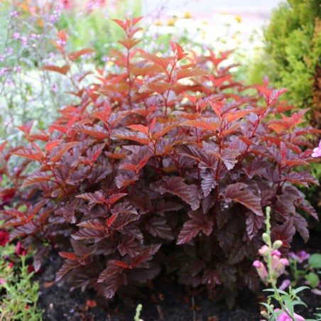 Fizokarps, irbeņlapu ,,Lady in Red,, /Physocarpus opulifolius/- C2 kont.