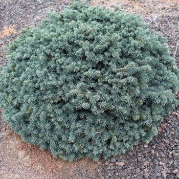 Eglė, dygioji 'Waldbrunn'...