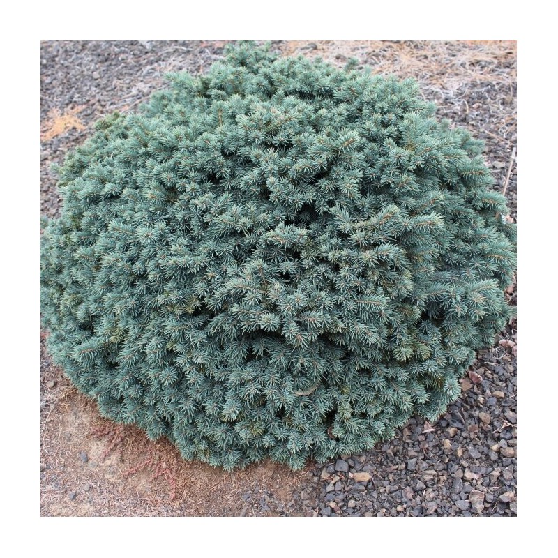 Egle, asā 'Waldbrunn' /picea pungens/ - P9 kont.