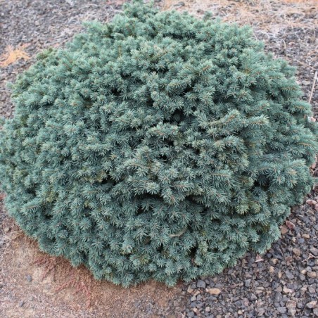 Eglė, dygioji 'Waldbrunn' /picea pungens/ - P9 kont.