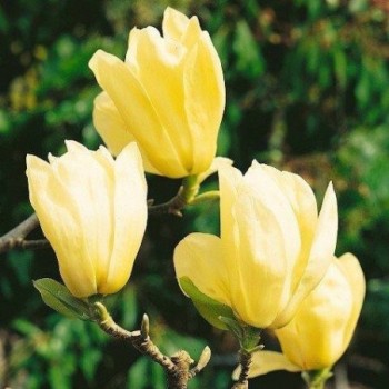 Kailā magnolija ,,Yellow...