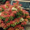 Piēra, Japanas 'Mountain Fire' /pieris japonica/ - P10.5