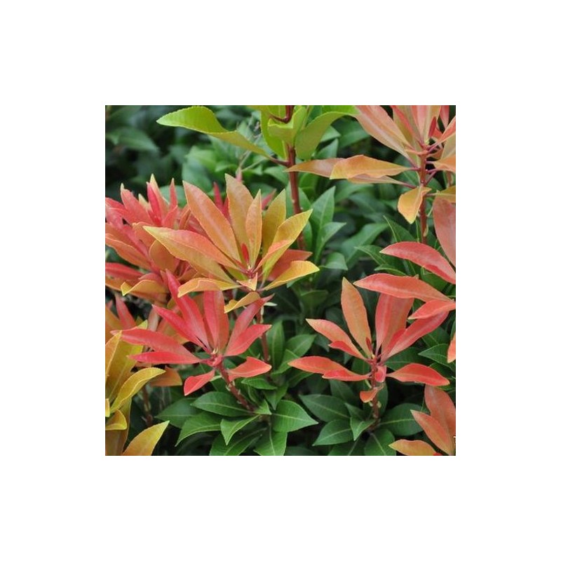 Pieris, japoninis 'Scarlett O'Hara' /pieris japonica/ - P10.5 kont.