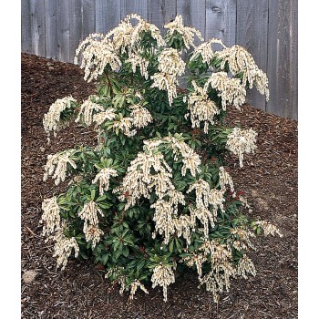 Pieris, japoninis 'Scarlett O'Hara' /pieris japonica/ - P10.5 kont.