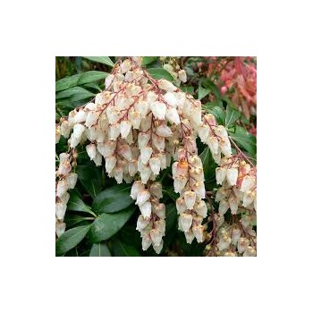 Pieris, japoninis 'Scarlett O'Hara' /pieris japonica/ - P10.5 kont.