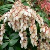 Pieris, japoninis 'Scarlett O'Hara' /pieris japonica/ - P10.5 kont.