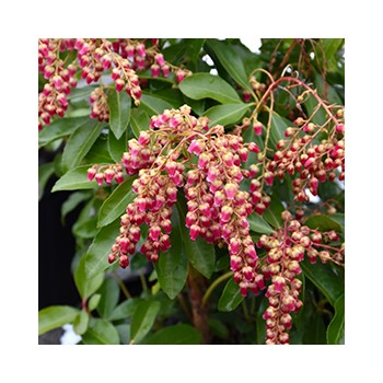 Pieris, japoninis 'Valley Valentine /pieris japonica/ - P10.5 kont.